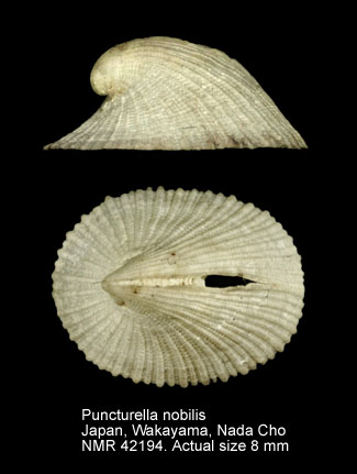 Puncturella nobilis.jpg - Puncturella nobilis(A.Adams,1860)